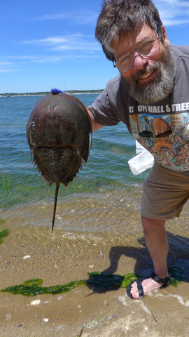 Mark Rea's horseshoe crabs – Left Bank Gallery