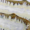 Abalone & Tortoise Razor Clam Plate