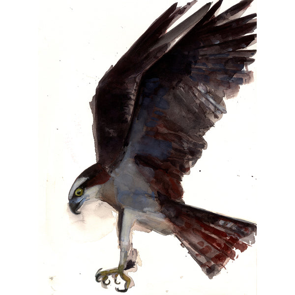Osprey Dive~ Original  watercolor