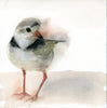 Piping Plover. #19037