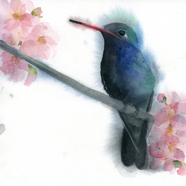 Broad Billed Hummingbird # 20056