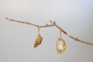 Oyster Ornament