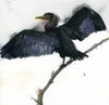Cormorant II Shoreline Spirits #21047