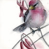 Common Redpoll #21013