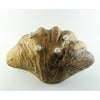 Abalone & Tortoise Medium Clam Bowl