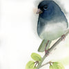 Dark Eyed Junco #21009