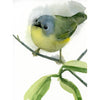 Nashville Warbler # 21018