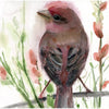 Purple Finch #21025