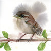 Fledgling Carolina Wren #21032