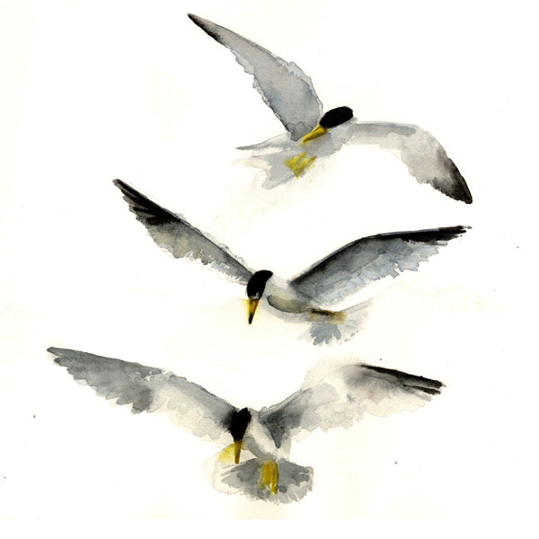 Least Terns #21052