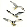 Least Terns #21052
