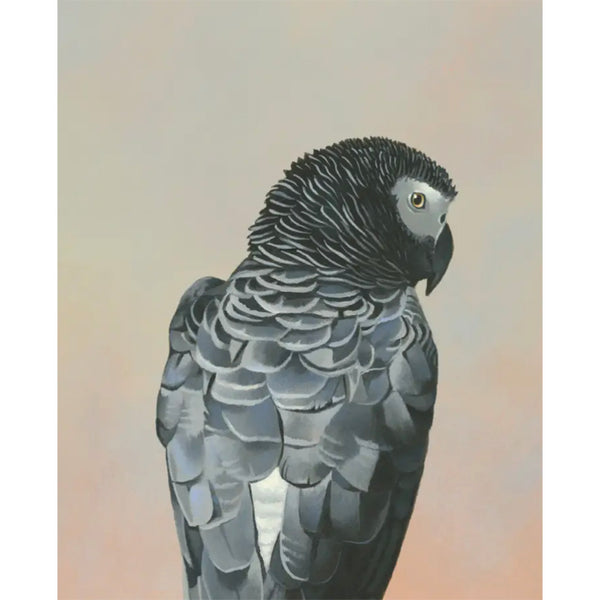 African Grey Parrot 8x10 Panel