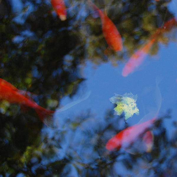 Koi Pond