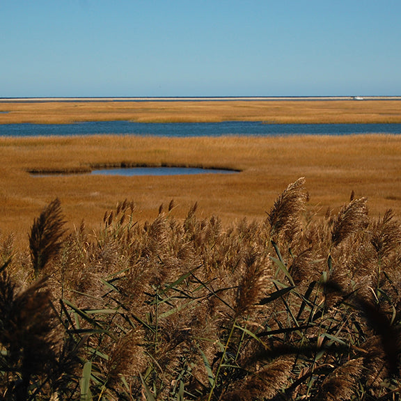 Nauset Marsh