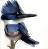 Belted Kingfisher #19079