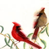 Cardinal Pair #19100