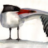 Caspian Tern #19078