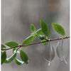 Extra Small Wide Leaf Earrings