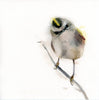 Gold Crowned Kinglet #19036