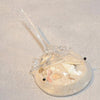 Horsecrab - Clear