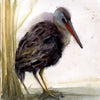 King Rail In the Grasses ~ Original  watercolor