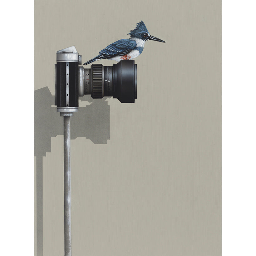 Focus King Fisher - giclee print