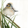 LaCont'e Sparrow ~ Original  watercolor