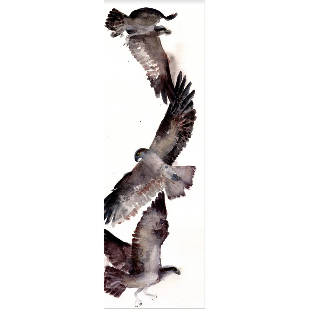 Ospreys In Flight ~ Original  watercolor