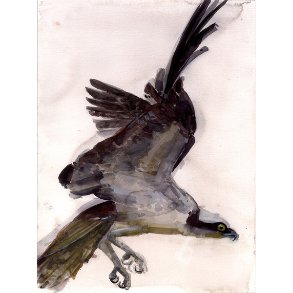 Osprey Focus ~ Original  watercolor