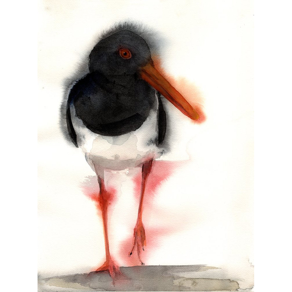 Oyster Catcher. #19082