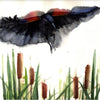 Ready to Strike Red Wing Blackbird~ Original  watercolor