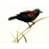 Red Winged Blackbird. #19081