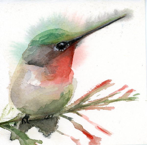 Ruby Throated Hummingbird #2.    #19047
