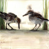 Searching White Rumped Sandpiper ~ Original  watercolor