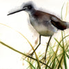 Solitary Sandpiper on Reeds ~ Original  watercolor