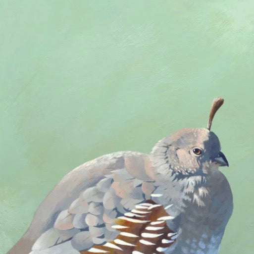 Gambel's Quail 8 x 8 Panel