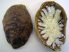Abalone & Tortoise Oyster Damariscotta Dish