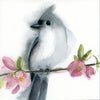 Tufted Titmouse on Cherry Blossom Branch (looking left) #20024