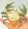 Blown Glass Crab - Green