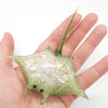 Sting Ray - Green