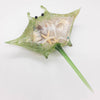 Sting Ray - Green
